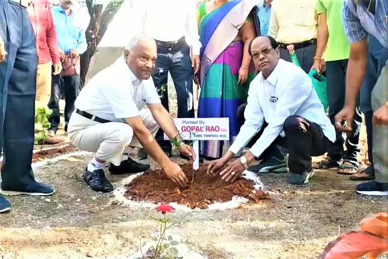 plantation on cm kcr birthday in hanmakonda power substation