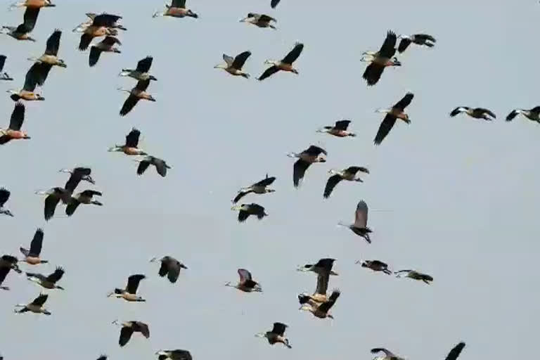 कोटा हाड़ौती की खबर, Kota Hadoti news, अप्रवासी पक्षी, Migratory birds