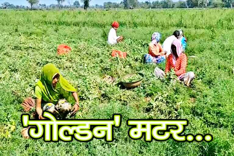 bundi news  crop news in bundi  bundi golden pea crop  profitable deal pea