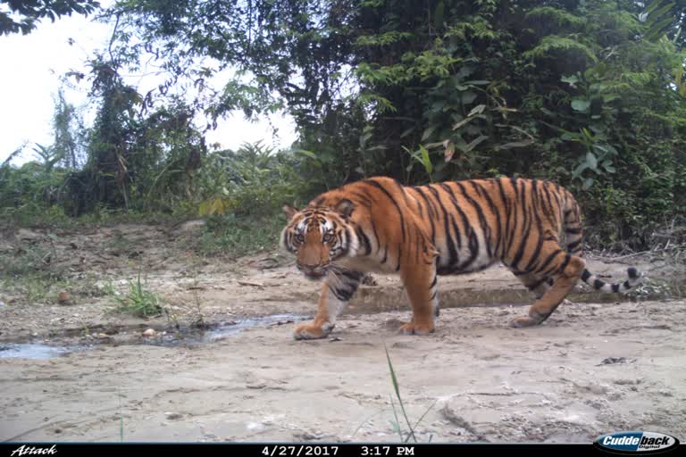 কাজিৰঙা