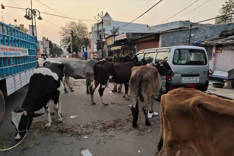 પોલીસે ગેરકાયદેસર રીતે બાંધી રાખેલા 14 ગૌવંશોને બચાવ્યા પોલીસે ગેરકાયદેસર રીતે બાંધી રાખેલા 14 ગૌવંશોને બચાવ્યા