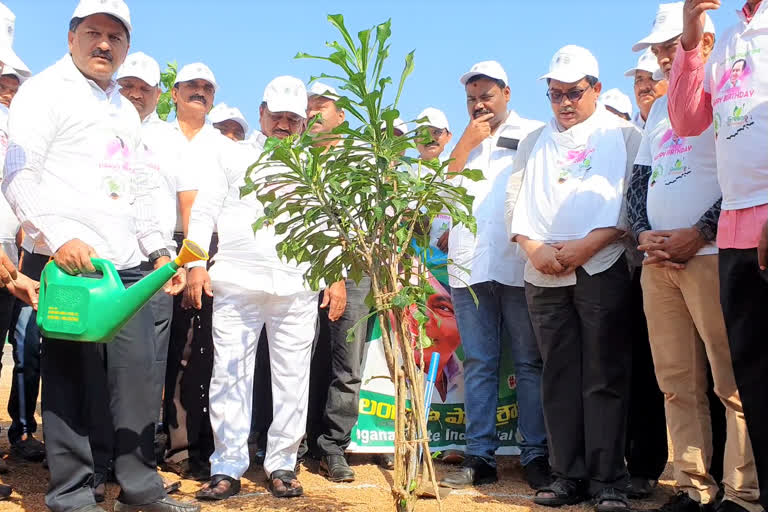 సీఎం పుట్టినరోజు సందర్భంగా లక్షా ముప్పైరెండు వేల మొక్కలు