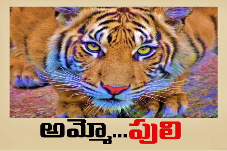 Fear of big tigers at adilabad district