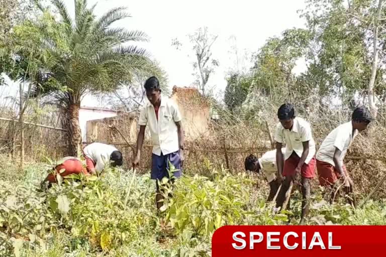 Middle school children put up kitchen garden for mid-day meal  in pakur