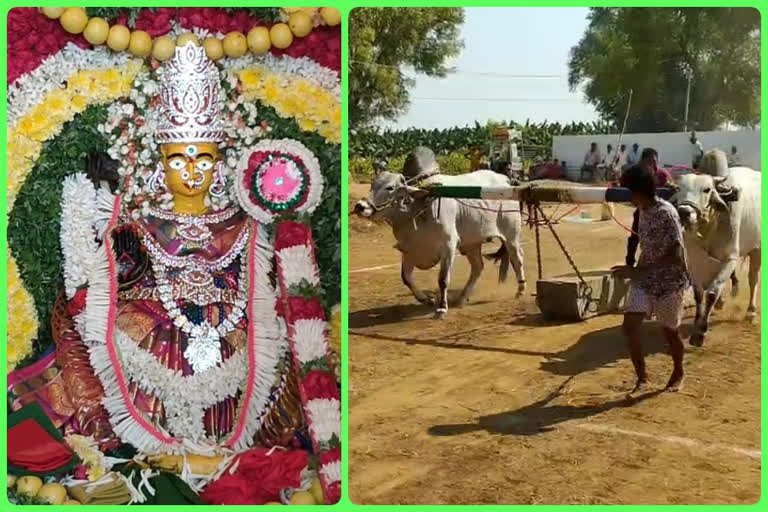 competitions in peddamma thalli festival celebrations at maidhukuru in kadapa