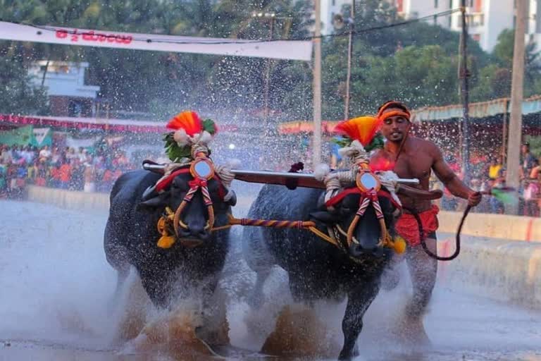 udupi nishanth sheety achiement in kambala