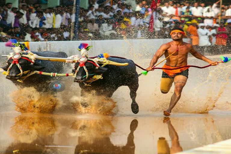 update Another Record has been created in Kambala  Record has been created in Kambala  indian ussain bolt news  ഇന്ത്യന്‍ ഉസൈന്‍ ബോള്‍ട്ട്  കംബള ഓട്ടം  ശ്രീനിവാസ ഗൗഡ  നിഷാന്ത് ഷെട്ടി