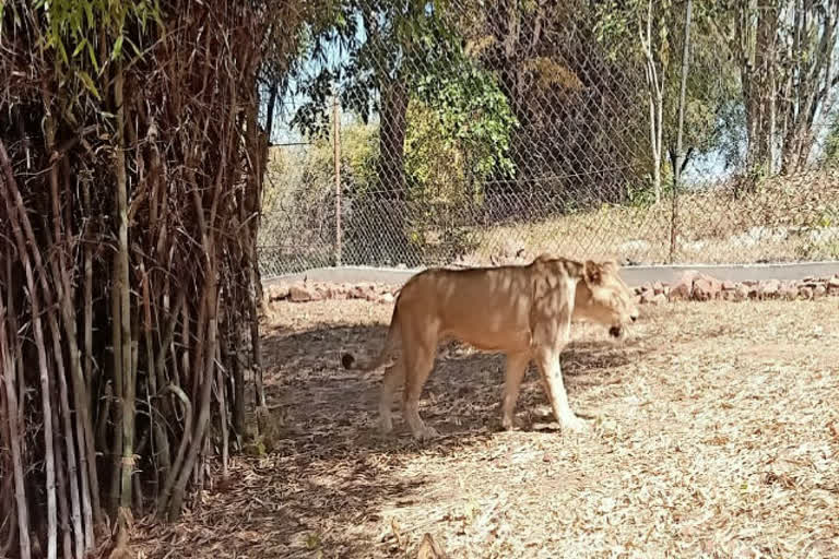 sathya and nandi lion available for public display in van vihar national park in bhopal