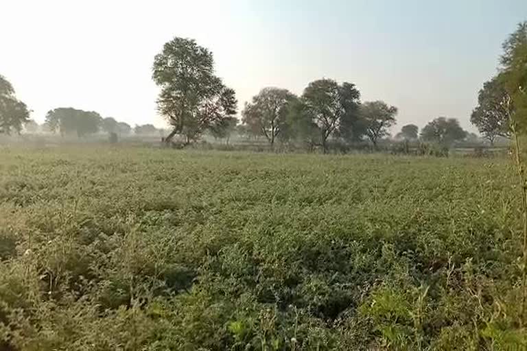 Crop loss due to unseasonal rain