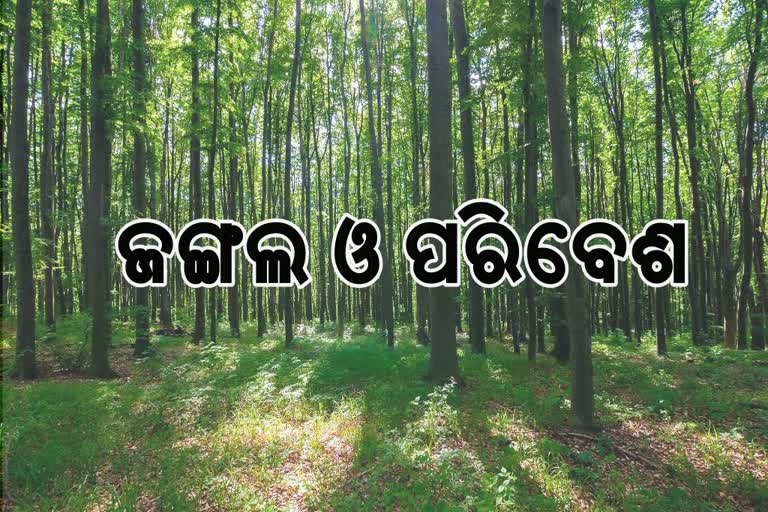 _ forest development in odisha budget