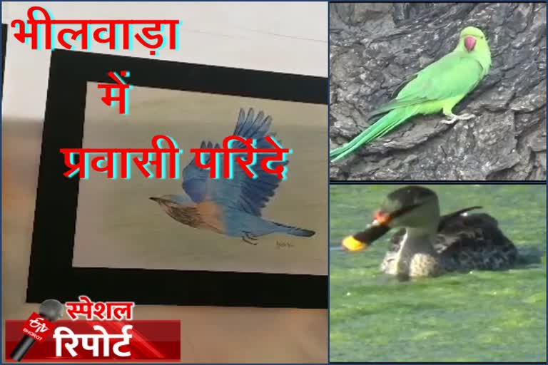 Bird festival 2020 in Bhilwara, भीलवाड़ा में पक्षी महोत्सव