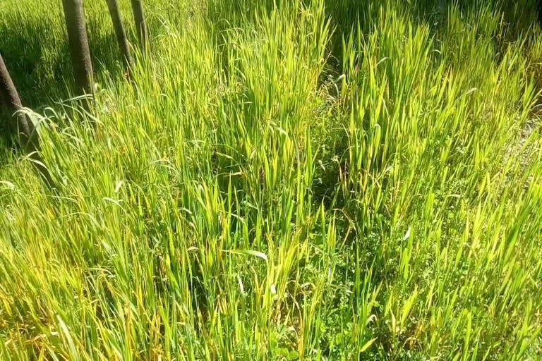 Yellow rust  ruined wheat crop in hamirpur