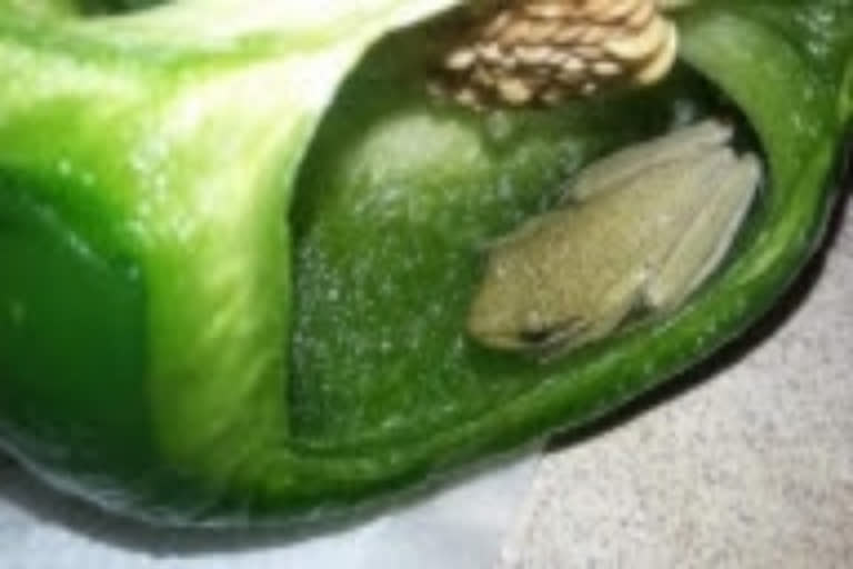 live frog inside pepper