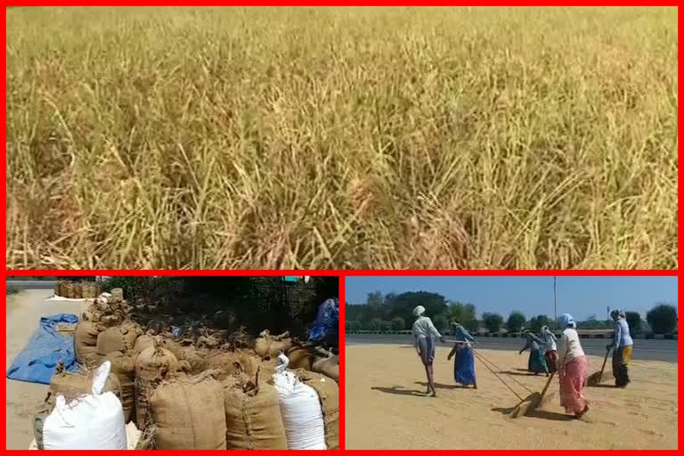 paddy farmers troubles at nellore district