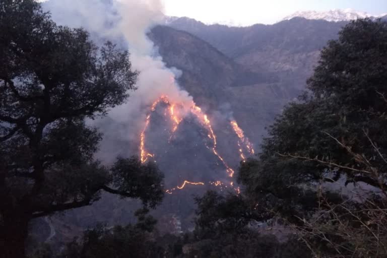 Forest fire breaks out in Chaura area