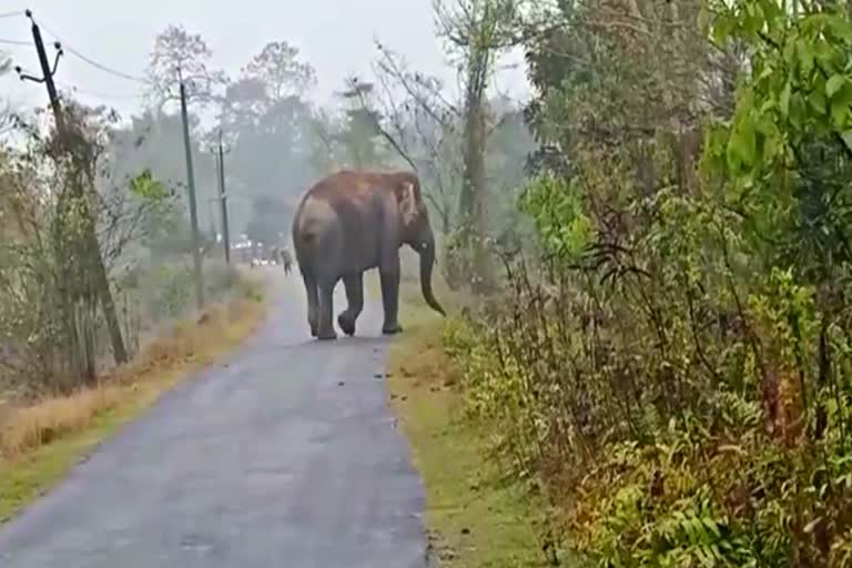 ৰাজপথত অগ্নিশৰ্মা গজৰাজ