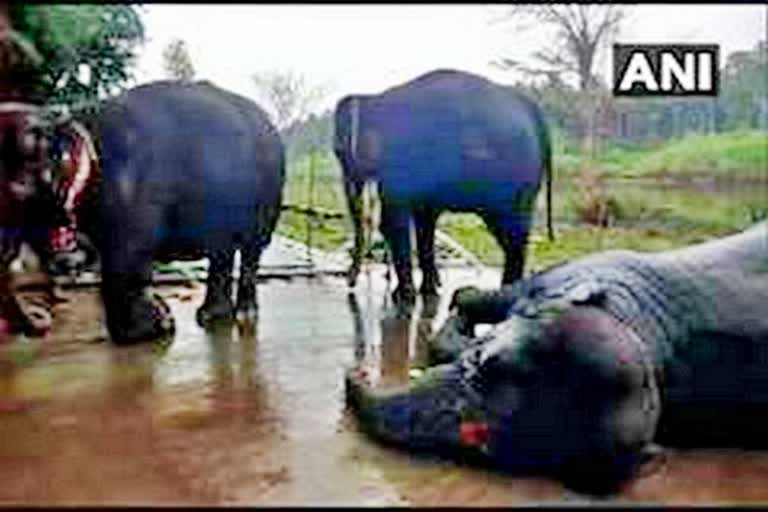 246-elephants-died-in-odisha-in-last-3-years-minister