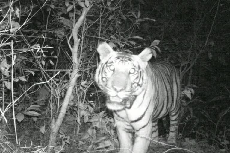 camera caught the tiger image