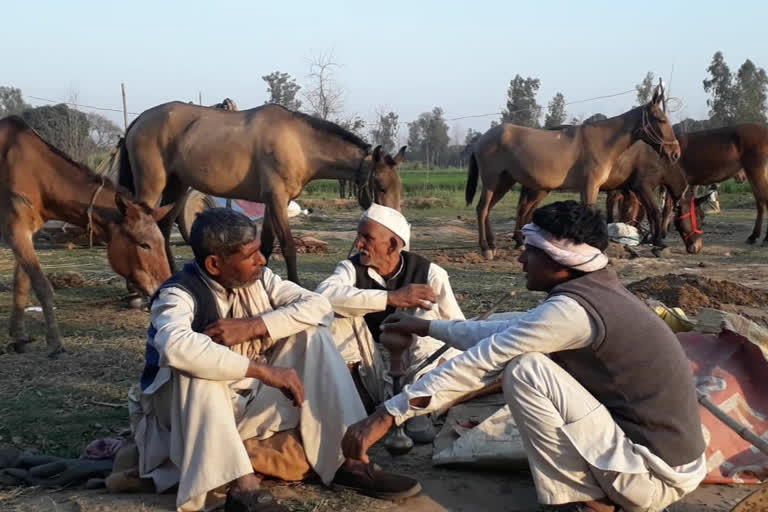 horse fair