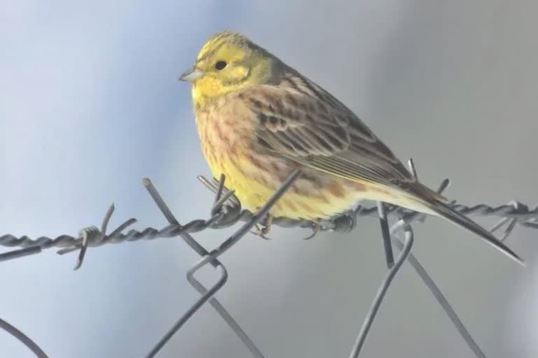 Yellow hammer bird seen for the first time in Lahaul Valley