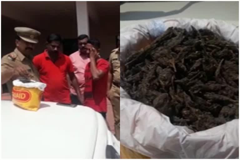 men arrested for ganja  ganja seized  കഞ്ചാവുമായി യുവാവ് പിടിയിൽ  എക്‌സൈസ്