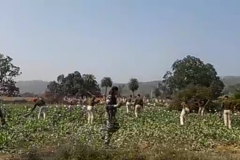 Illegal poppy cultivation destroyed