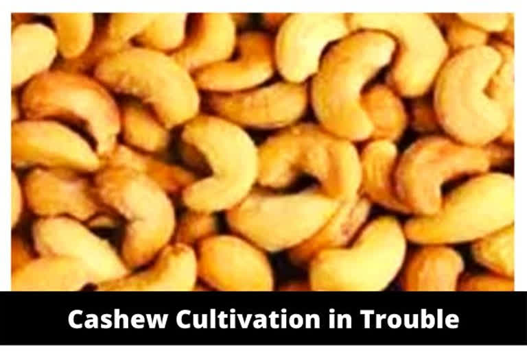 Jamtara cashew farmers seek govt intervention for survival