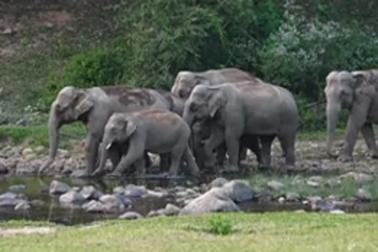 ഇടുക്കി  ആനക്കാഴ്‌ച  ആനക്കുളം  idukki  aanakulam  elephant scenes