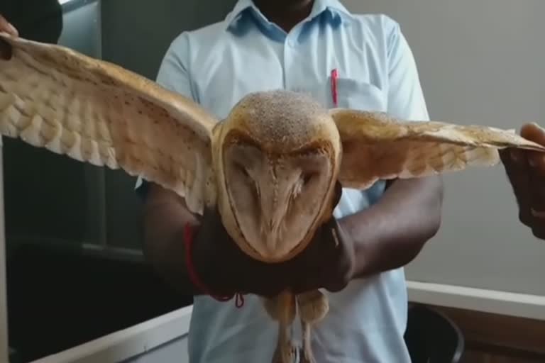 rare-owl-caught-in-a-private-factory-handing-over-to-the-forest-department