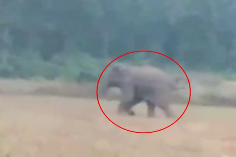 Elephant creates chaos in Raigarh