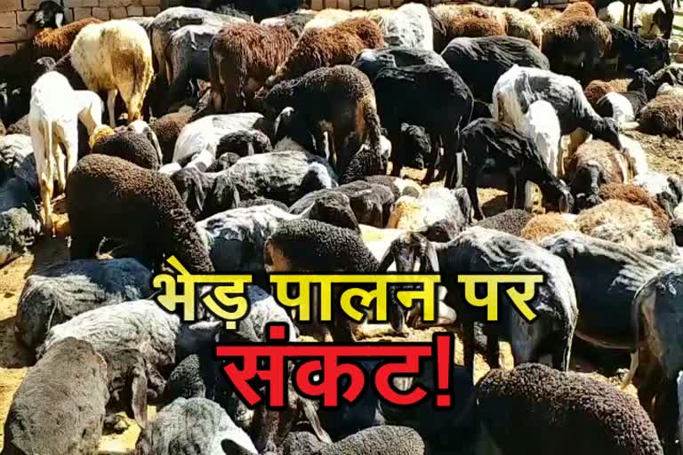 Sheep farmers are not getting government help in Lohardaga