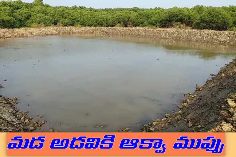 mangroves forest destroyed by fishermen in east godavari district