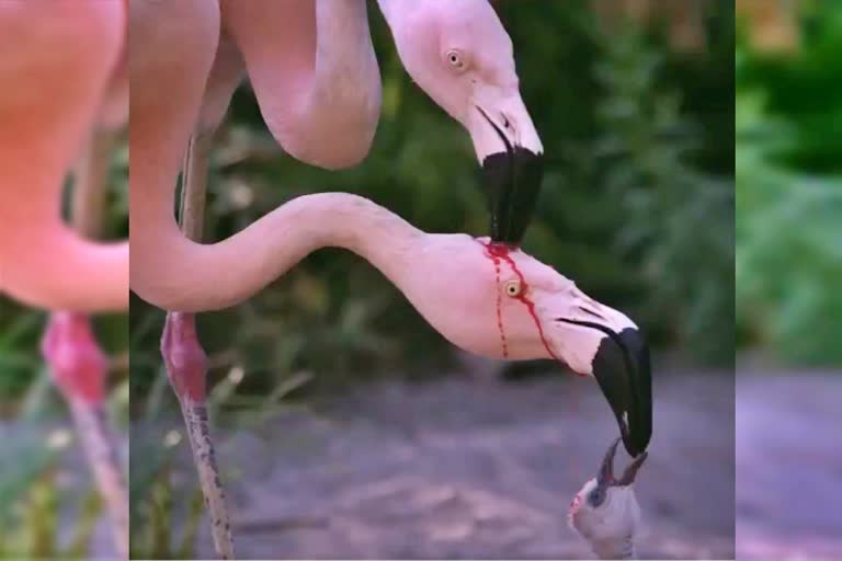 What's Happening In This Flamingo,ಫ್ಲೆಮಿಂಗೊ ಪಕ್ಷಿಗಳ ರಕ್ತ ಸಿಂಚನದ ಹಾಲು