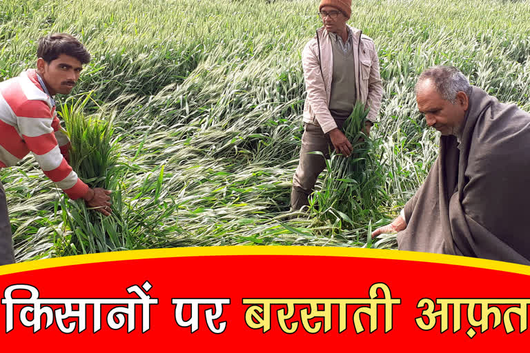 wheat crop in radaur yamunanagar