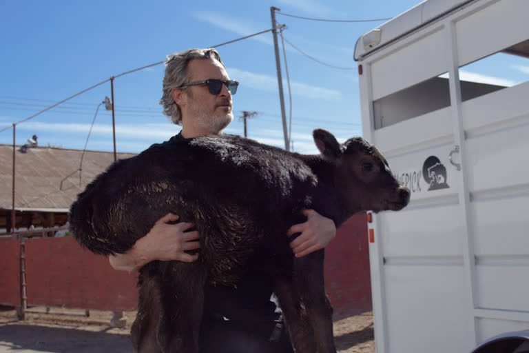 Joaquin saves cow calf