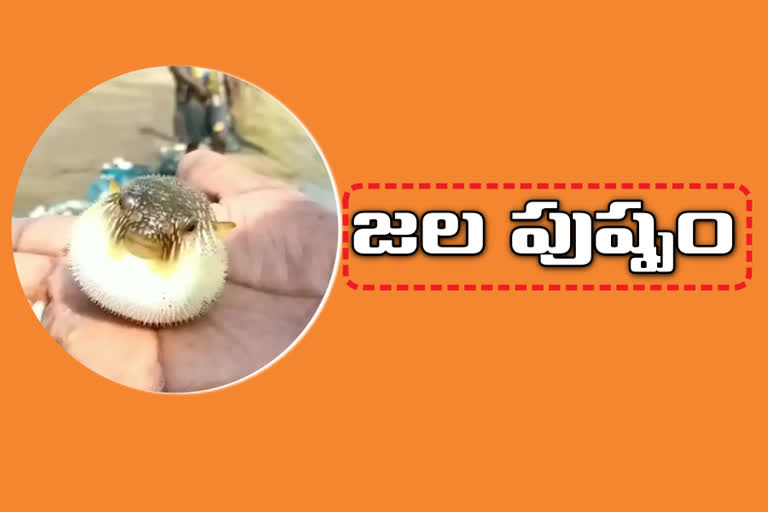 Pufferfish have been caught in the East Godavari district