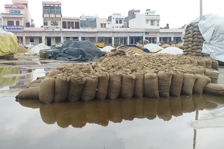 paddy soaked in rain gohana grain market