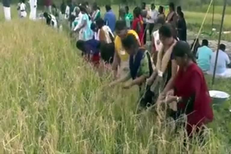 paddy-harvest-festival