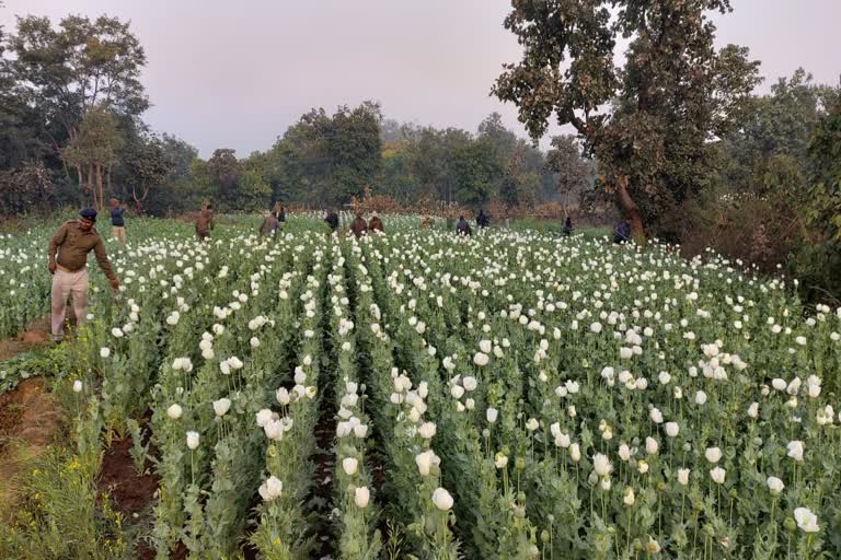 Ramgarh Police destroyed 3 acres of opium cultivation in Ramgarh