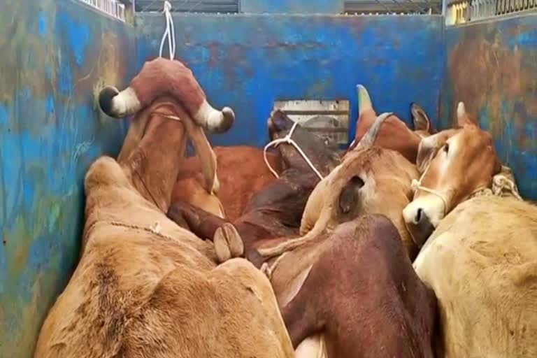 Cow smuggling in Bharatpur, गौवंश से भरी पिकअप जब्त, भरतपुर में गौ तस्करी