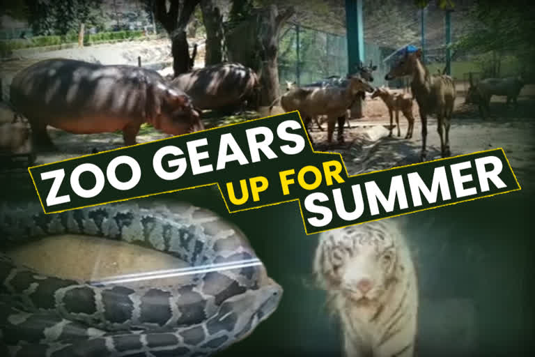 Special arrangements for animals ahead of hot summer