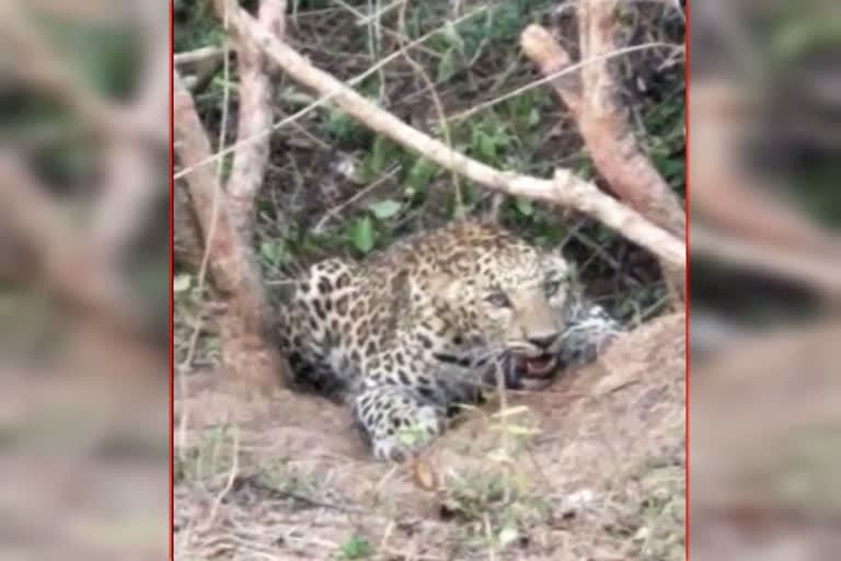 Forest department rescues leopard