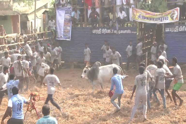 Jallikattu