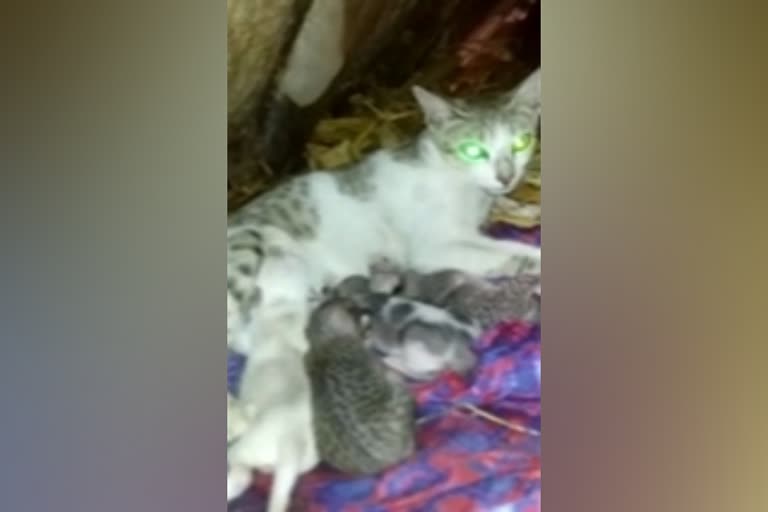 mother-cat-feed-milk-to-puppy-at-bellary