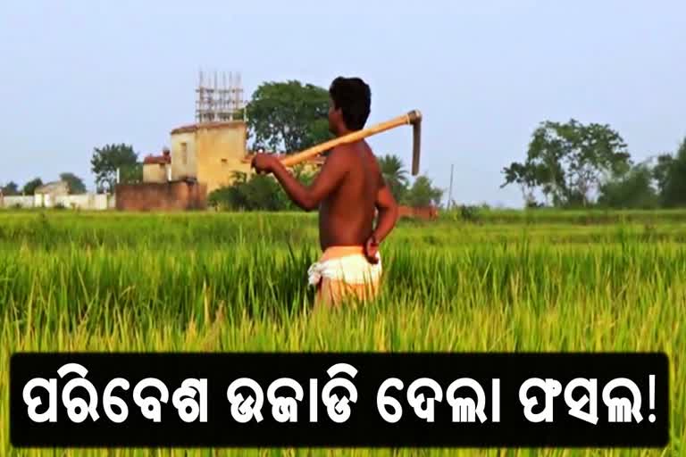 ବରଗଡଚାଷୀଙ୍କ ଉପରେ ପ୍ରକୃତି ସାଧୁଛି ଦାଉ