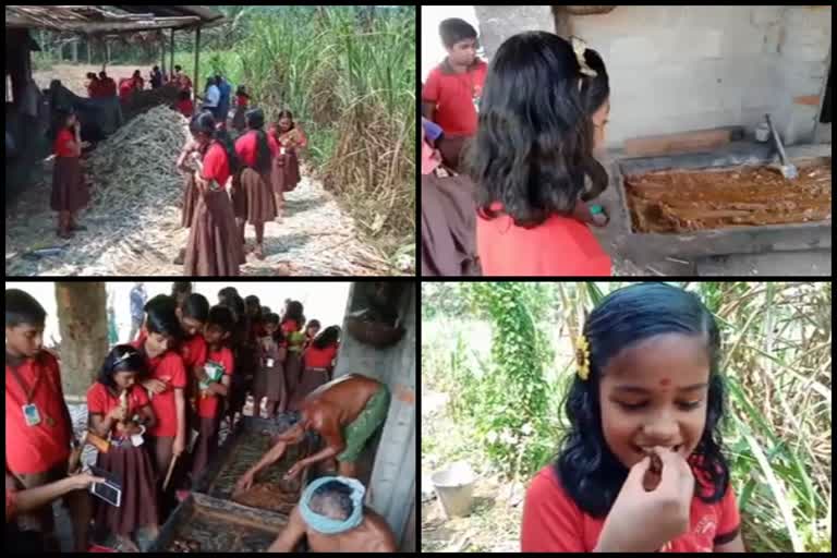 Students visited the jaggery manufacturing center  kottayam news  ponkunnam school  ശര്‍ക്കര നിര്‍മാണം രുചിച്ചറിഞ്ഞ് വിദ്യാര്‍ഥികള്‍  കോട്ടയം വാര്‍ത്തകള്‍  പൊന്‍കുന്നം ചിറക്കടവ് എസ്.പി.വി.എന്‍.എസ്.എസ് യു.പി സ്‌കൂള്‍  പൊന്‍കുന്നം സ്‌കൂള്‍