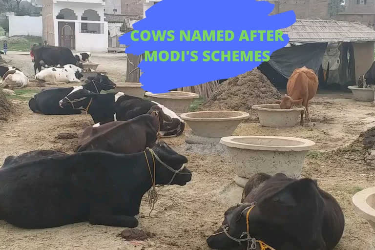 UNIQUE: Cows named after Central Government Schemes!