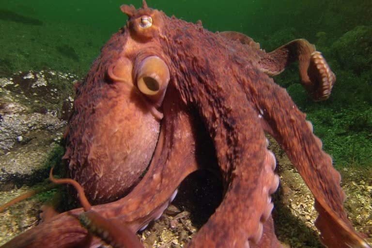 octopus