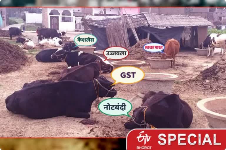 cows are named on modi government schemes in samastipur