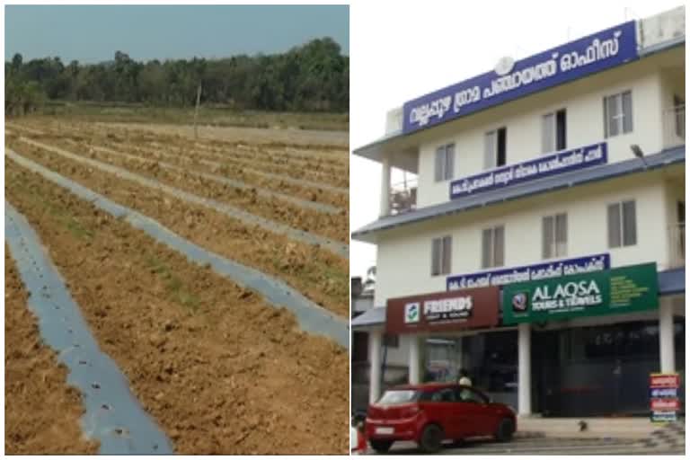 watermelon farming  vallappuzha panchayath  തണ്ണിമത്തൻ കൃഷി  വല്ലപ്പുഴ പഞ്ചായത്ത്  ചെറുകോട് പാടശേഖരം  ഹരിത കർമസേന  ട്രിപ്പ് ഇറിഗേഷൻ  പേപ്പർ ബെൽറ്റിങ്